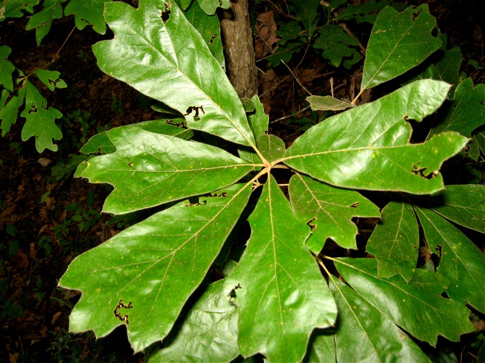 Blackjack Oak leaves