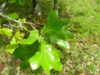 Blackjack Oak leaves. Crooked Creek Barrens State Nature Preserve, Lewis County, Kentucky. photo