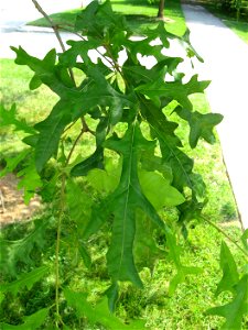 A picture of the leaves of Quercus lyrata. photo