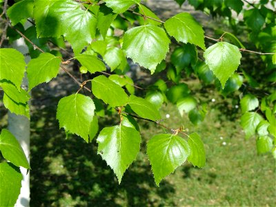 Betula szechuanica specimen in the Villa Carlotta (Tremezzo), on Lake Como, Italy.