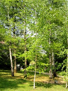 Betula szechuanica specimen in the Villa Carlotta (Tremezzo), on Lake Como, Italy.