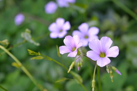 Mato flowers lilac photo