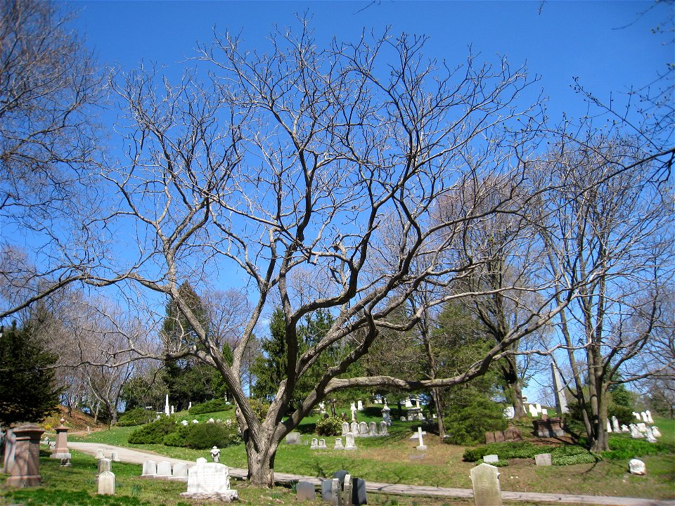 Juglans ailantifolia var. cordiformis, Mount Auburn Cemetery, Cambridge, Massachusetts, USA.