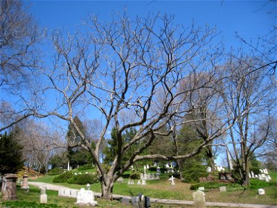Juglans ailantifolia var. cordiformis, Mount Auburn Cemetery, Cambridge, Massachusetts, USA.