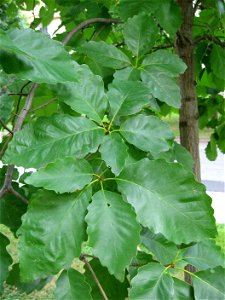 A picture of the leaves of Quercus michauxii. photo
