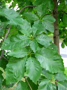 A picture of the leaves of Quercus michauxii.