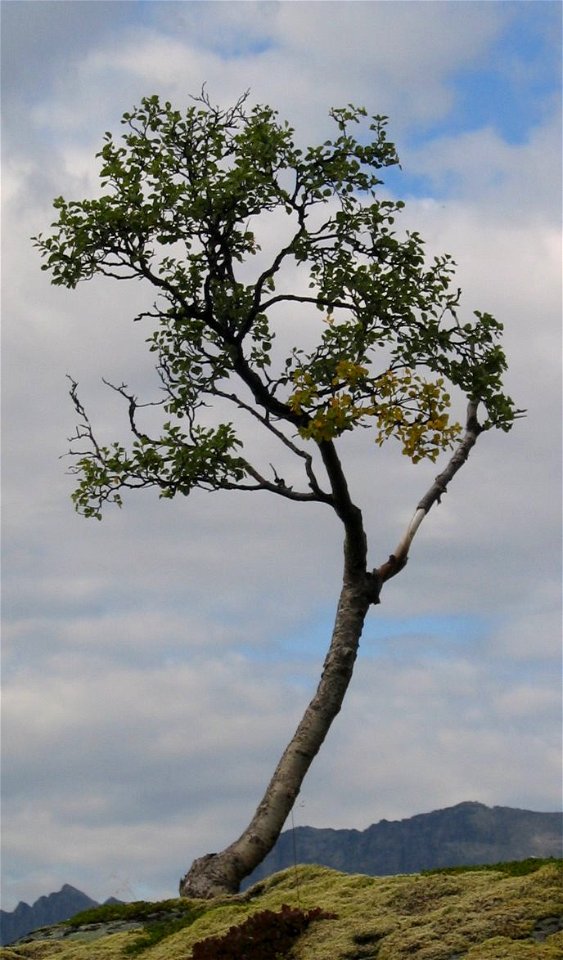 A betula nana or tortuosa at Kvaløya near Tromsø, Norway.