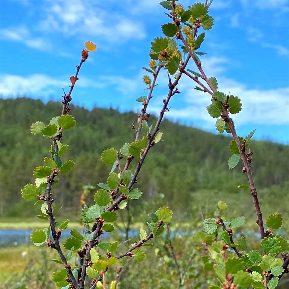 Dwarf Birch (Betula nana)