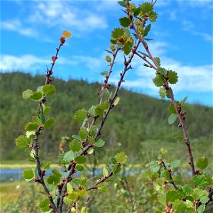 Dwarf Birch (Betula nana)