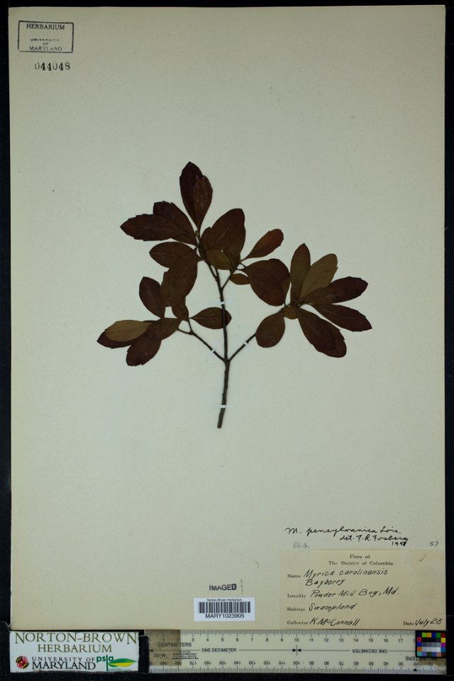 Myrica pensylvanica