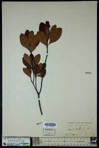 Myrica pensylvanica