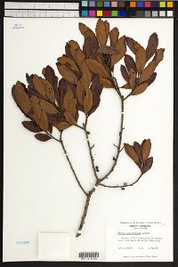 Myrica pensylvanica