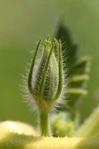 Pumpkin pumpkin blossom garden