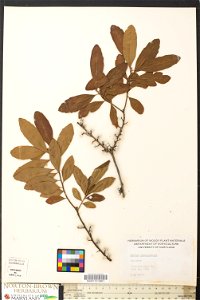 Myrica pensylvanica