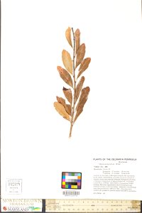 Myrica pensylvanica