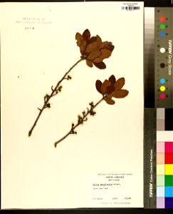 Myrica pensylvanica