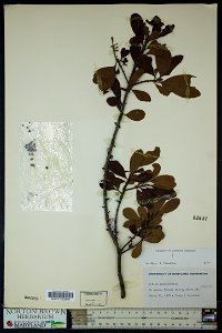 Myrica pensylvanica