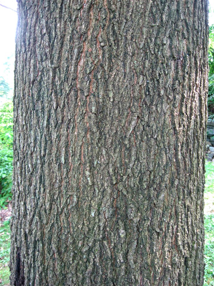 A picture of the trunk of Quercus imbricaria.