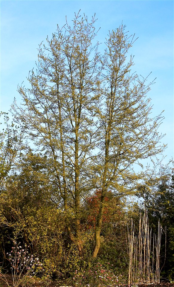 Antarctic Beech. Photo taken in Belgium. Tree of about 14 years.