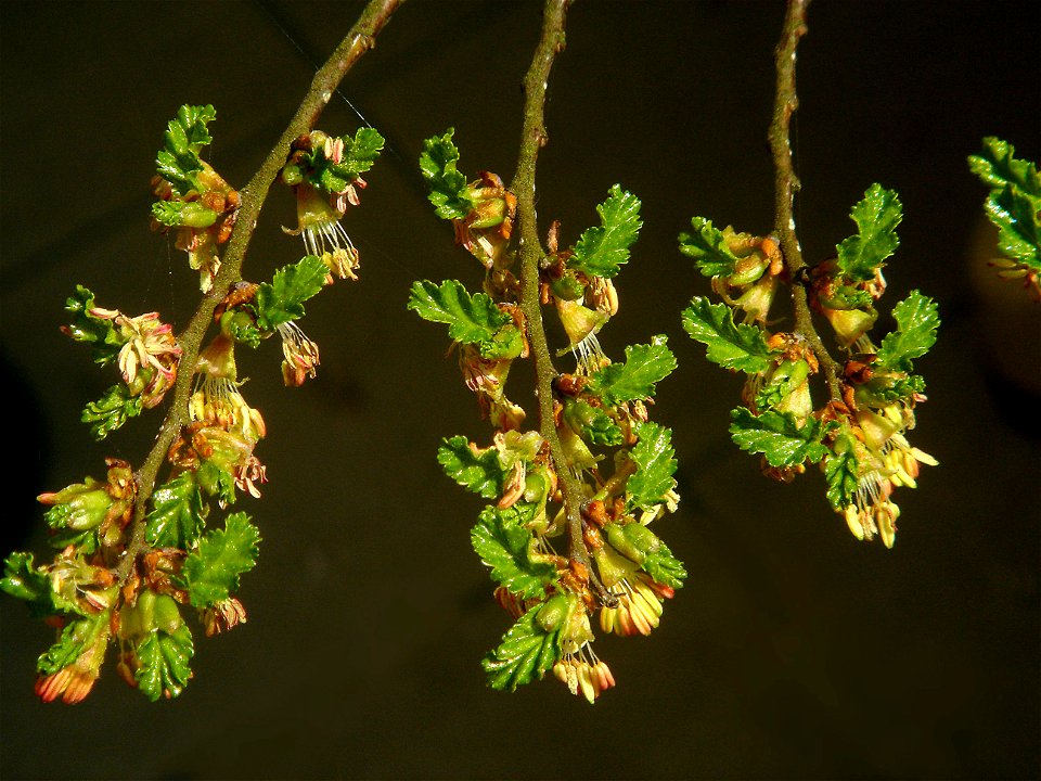 Antarctic Beech. Flowering.
