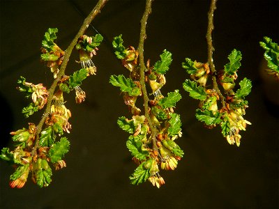 Antarctic Beech. Flowering.