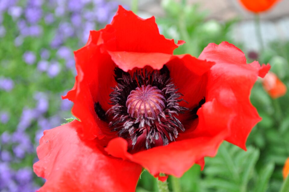 Gossip moon flower blossom photo