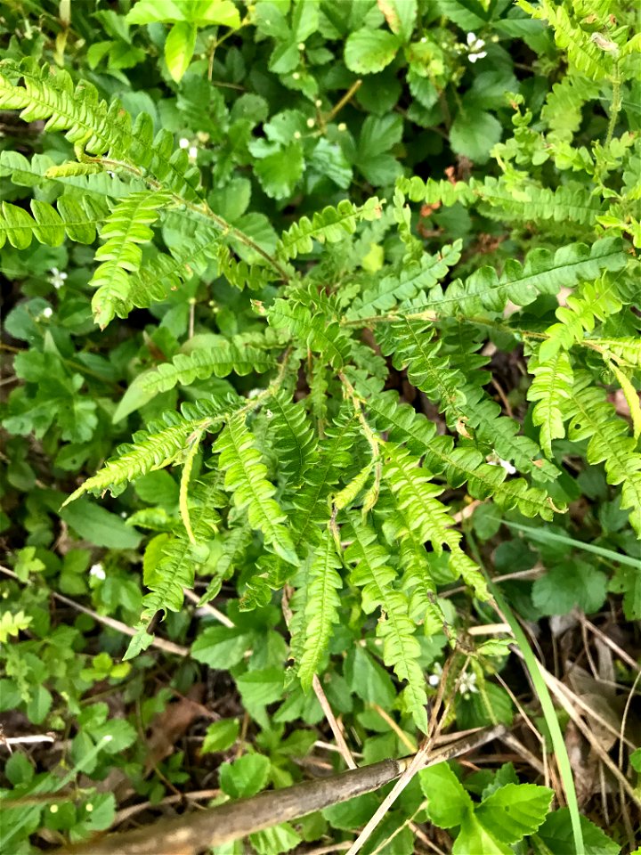 Comptonia peregrina is a species of flowering plant in the family Myricaceae. It is the only extant (living) species in the genus Comptonia,[4] although a number of extinct species are placed in the g