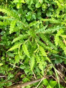 Comptonia peregrina is a species of flowering plant in the family Myricaceae. It is the only extant (living) species in the genus Comptonia,[4] although a number of extinct species are placed in the g
