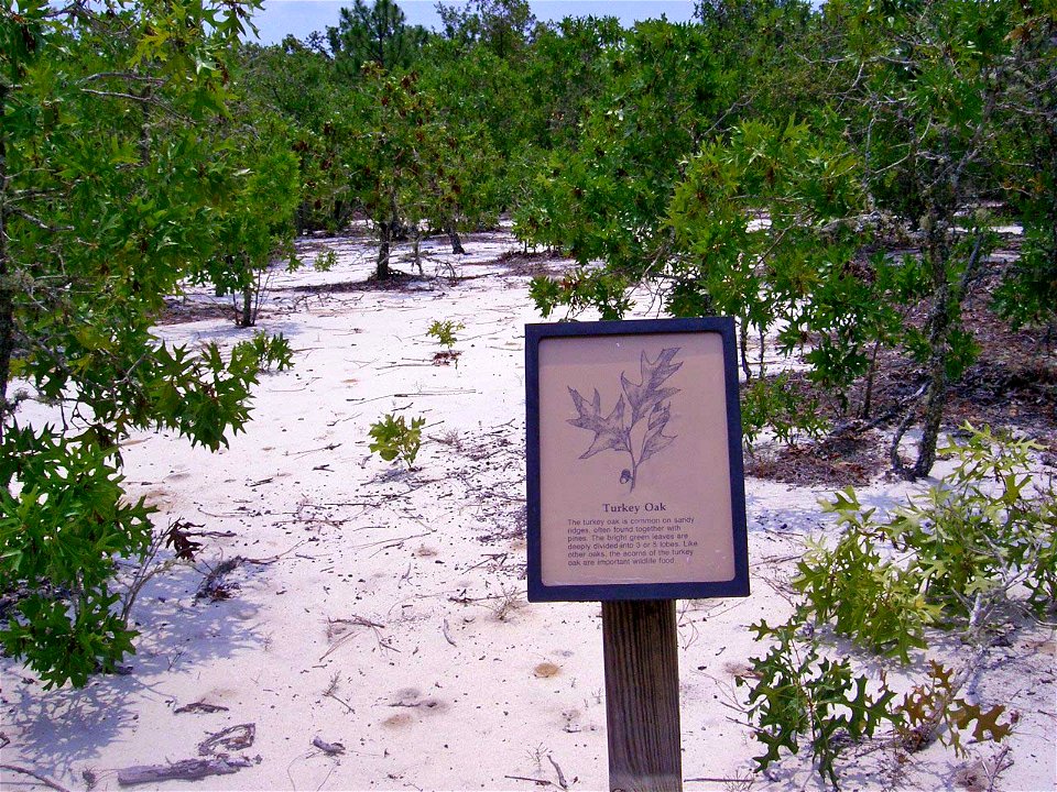 A stand of American turkey oaks Quercus laevis growing in sand in Little Ocmulgee State Park in the U.S. state of Georgia.