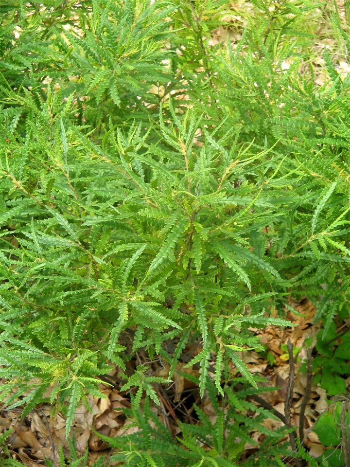 sweetfern  comptonia peregrina