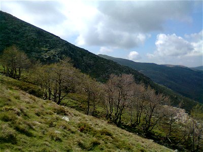 Carpini in primavera alle pendici orientali del Gennargentu
