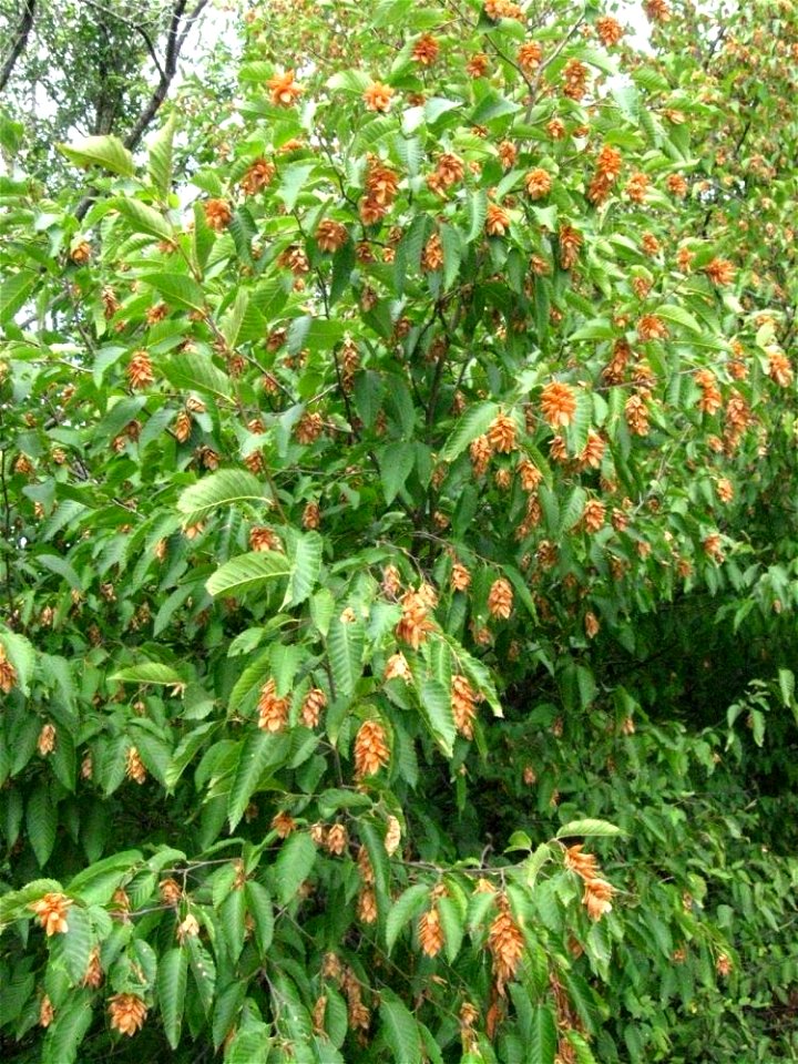 Esemplare con frutti