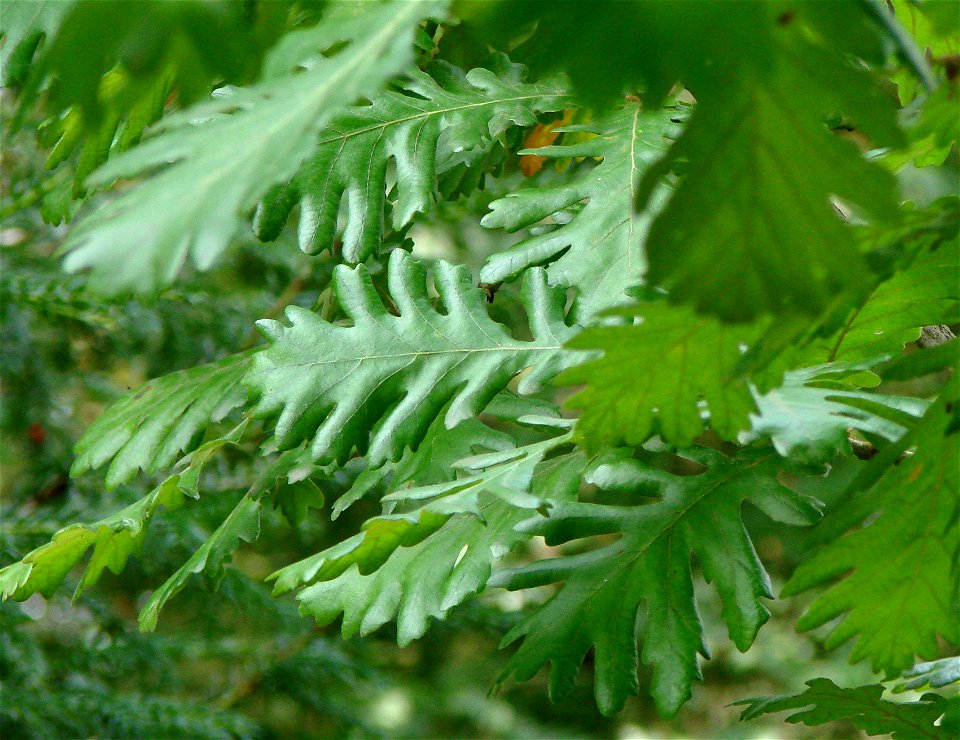 Leaves of a Hungarian Oak (Quercus frainetto). Amiens Zoo.