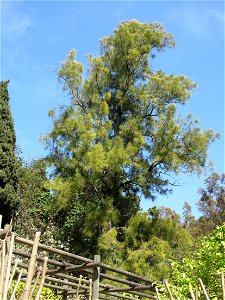 Casuarina glauca in the gardens of the villa Hanbury (Ventimiglia, Italy). Identified by its botanic label.