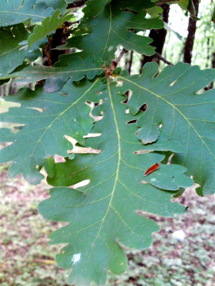 Hungarian Oak Quercus frainetto leaves, Foloi, Greece.