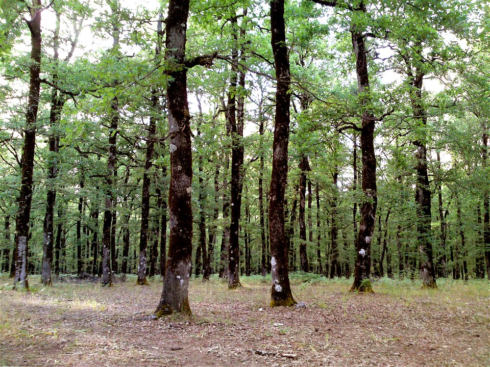 The Foloi oak forest in south western Greece.