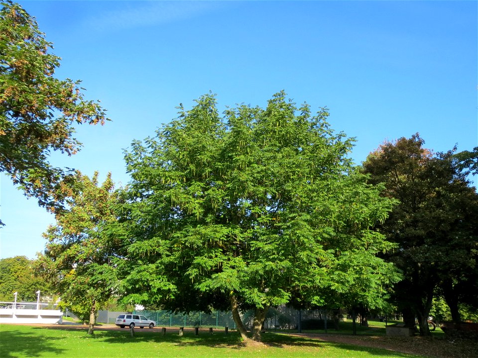 Kaukasische Flügelnuss (Pterocarya fraxinifolia) an der Saar in Saarbrücken