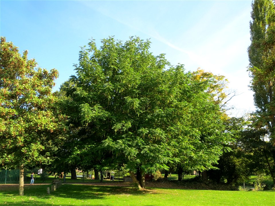 Kaukasische Flügelnuss (Pterocarya fraxinifolia) an der Saar in Saarbrücken