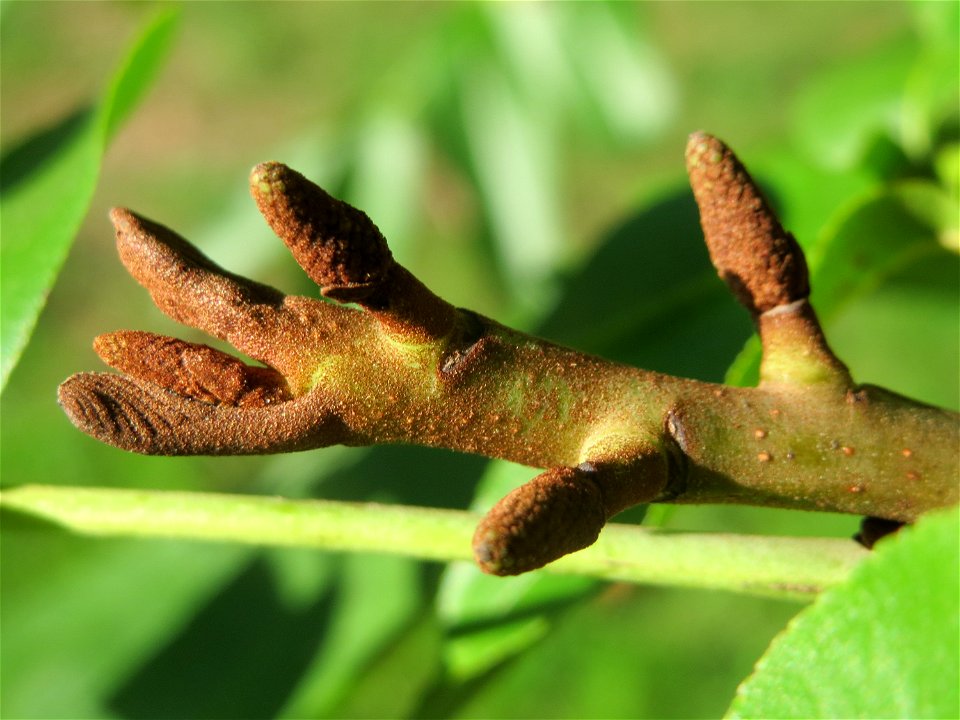 Kaukasische Flügelnuss (Pterocarya fraxinifolia) in Saarbrücken