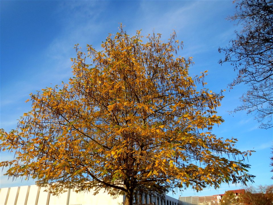 Kaukasische Flügelnuss (Pterocarya fraxinifolia) in Saarbrücken
