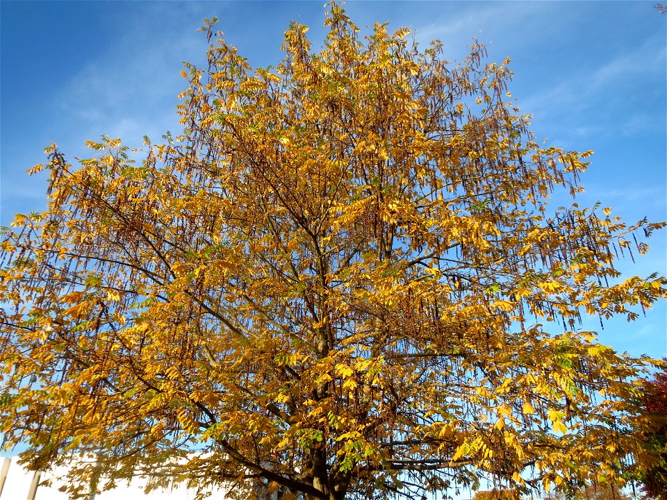 Kaukasische Flügelnuss (Pterocarya fraxinifolia) in Saarbrücken