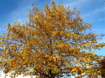 Kaukasische Flügelnuss (Pterocarya fraxinifolia) in Saarbrücken