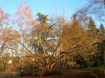 Kaukasische Flügelnuss (Pterocarya fraxinifolia) in Sankt Arnual
