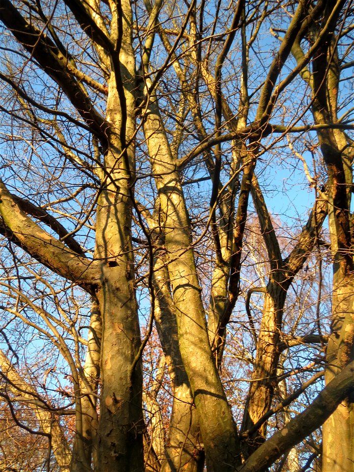 Kaukasische Flügelnuss (Pterocarya fraxinifolia) in Sankt Arnual