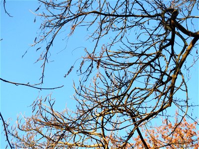 Kaukasische Flügelnuss (Pterocarya fraxinifolia) in Sankt Arnual
