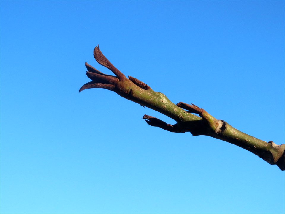 Kaukasische Flügelnuss (Pterocarya fraxinifolia) am Schloss Saarbrücken