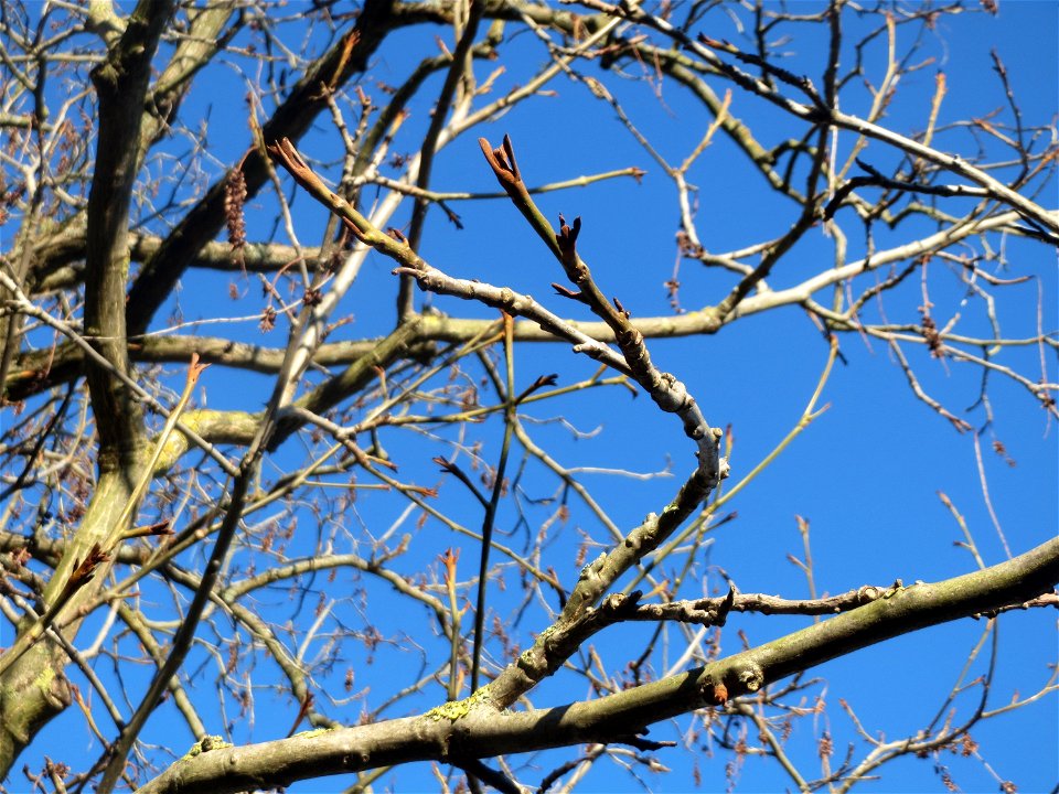 Kaukasische Flügelnuss (Pterocarya fraxinifolia) am Schloss Saarbrücken
