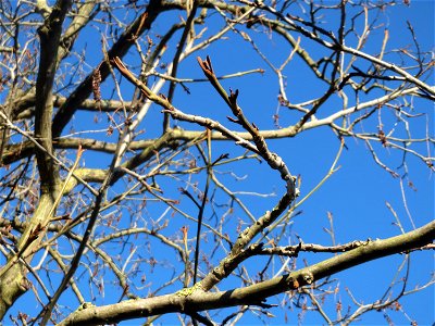 Kaukasische Flügelnuss (Pterocarya fraxinifolia) am Schloss Saarbrücken