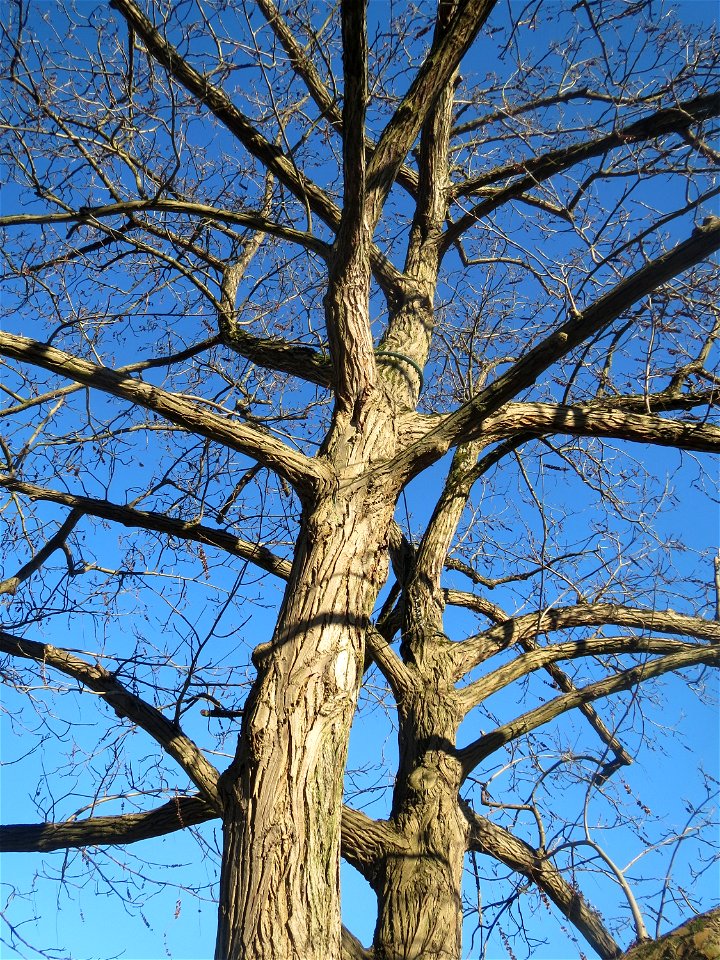 Kaukasische Flügelnuss (Pterocarya fraxinifolia) am Schloss Saarbrücken