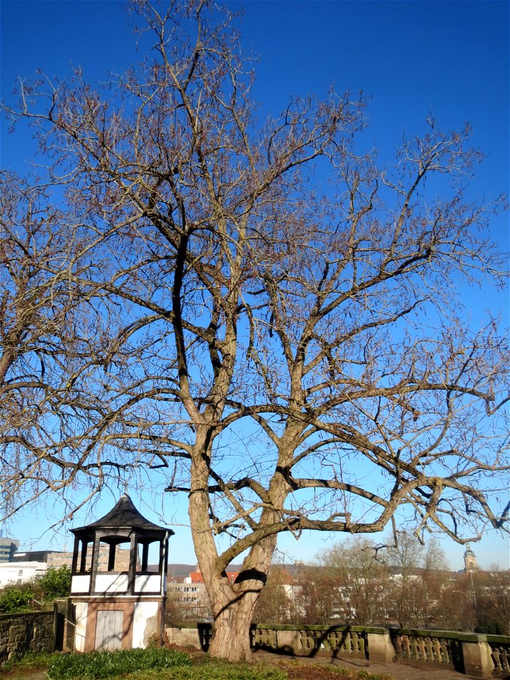 Kaukasische Flügelnuss (Pterocarya fraxinifolia) am Schloss Saarbrücken